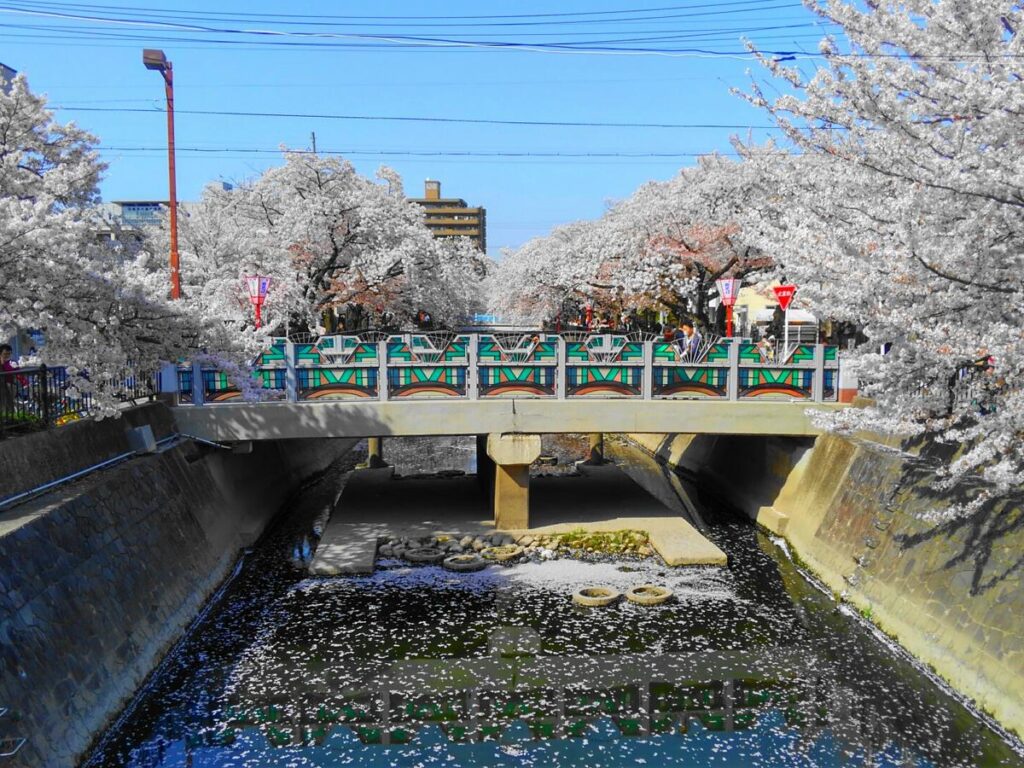 大江川の桜まつり、屋台で楽しむのも良し。ライトアップを楽しむのも良し。３月２５日から開催です