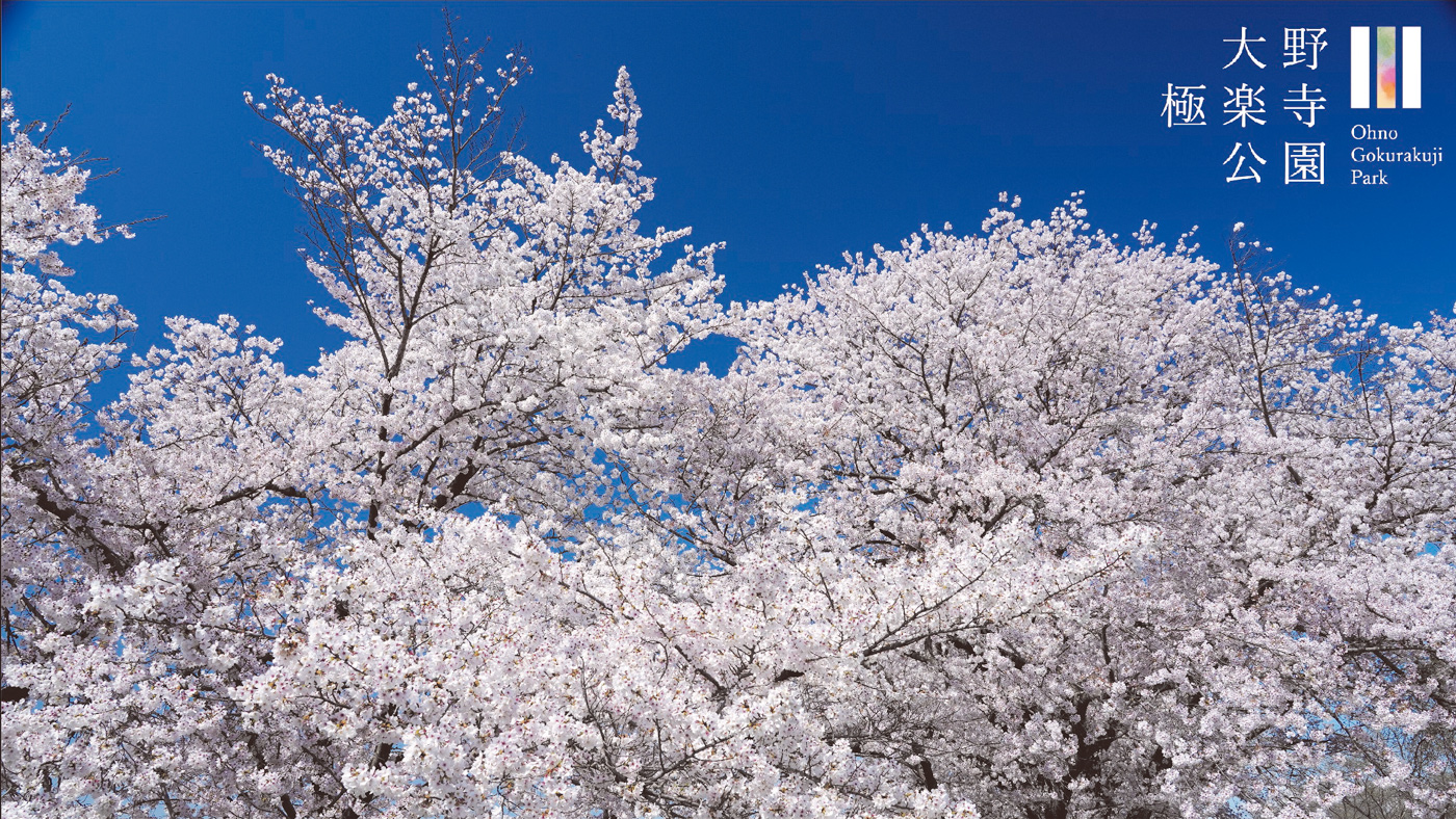 「大野極楽寺公園　春のイベント」お花見BBQや桜を見ながらサイクリングが楽しめる♪