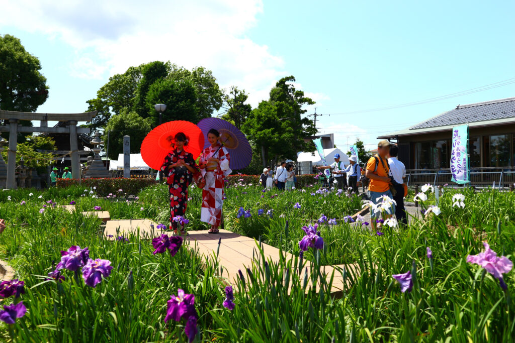 6月3日（土）「花しょうぶ祭」花菖蒲（はなしょうぶ）が咲き誇る季節が今年もやってきました♪